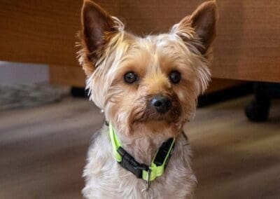 Yorkshire Terrier Dog Halcyon